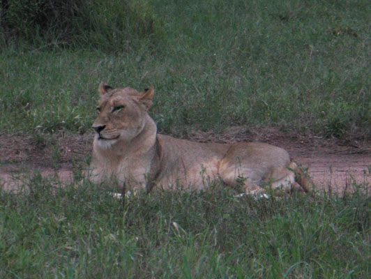 Panthera leo krugeri - The Southeast African Lion