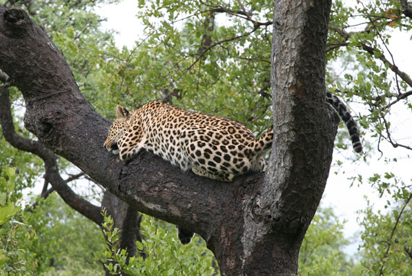 Panthera pardus pardus - The Leopard