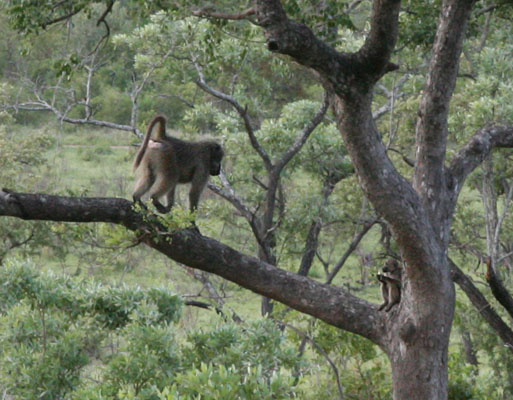 Papio ursinus griseipes - The Chacma Baboon aka Gray-footed Chacma