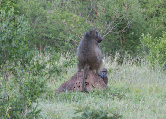 Papio ursinus griseipes - The Chacma Baboon aka Gray-footed Chacma