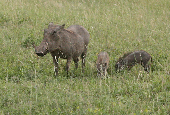 Phacochoerus africanus sundevallii - The Southern Warthog