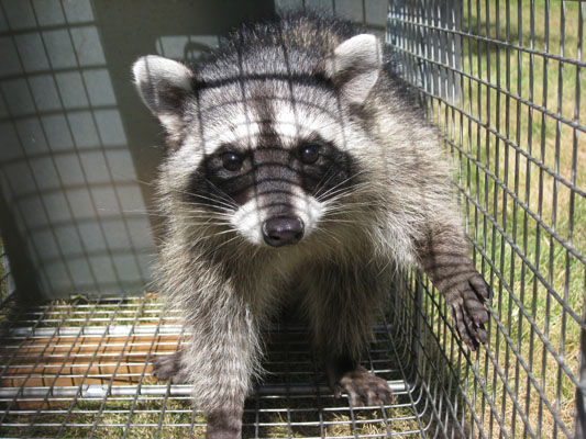 Procyo lotor - The North American Raccoon