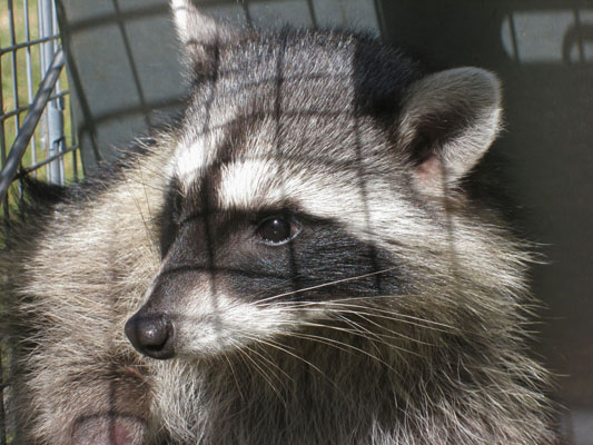 Procyo lotor - The North American Raccoon