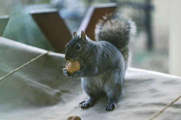 Sciurus carolinensis pennsylvanicus - The Eastern Gray Squirrel