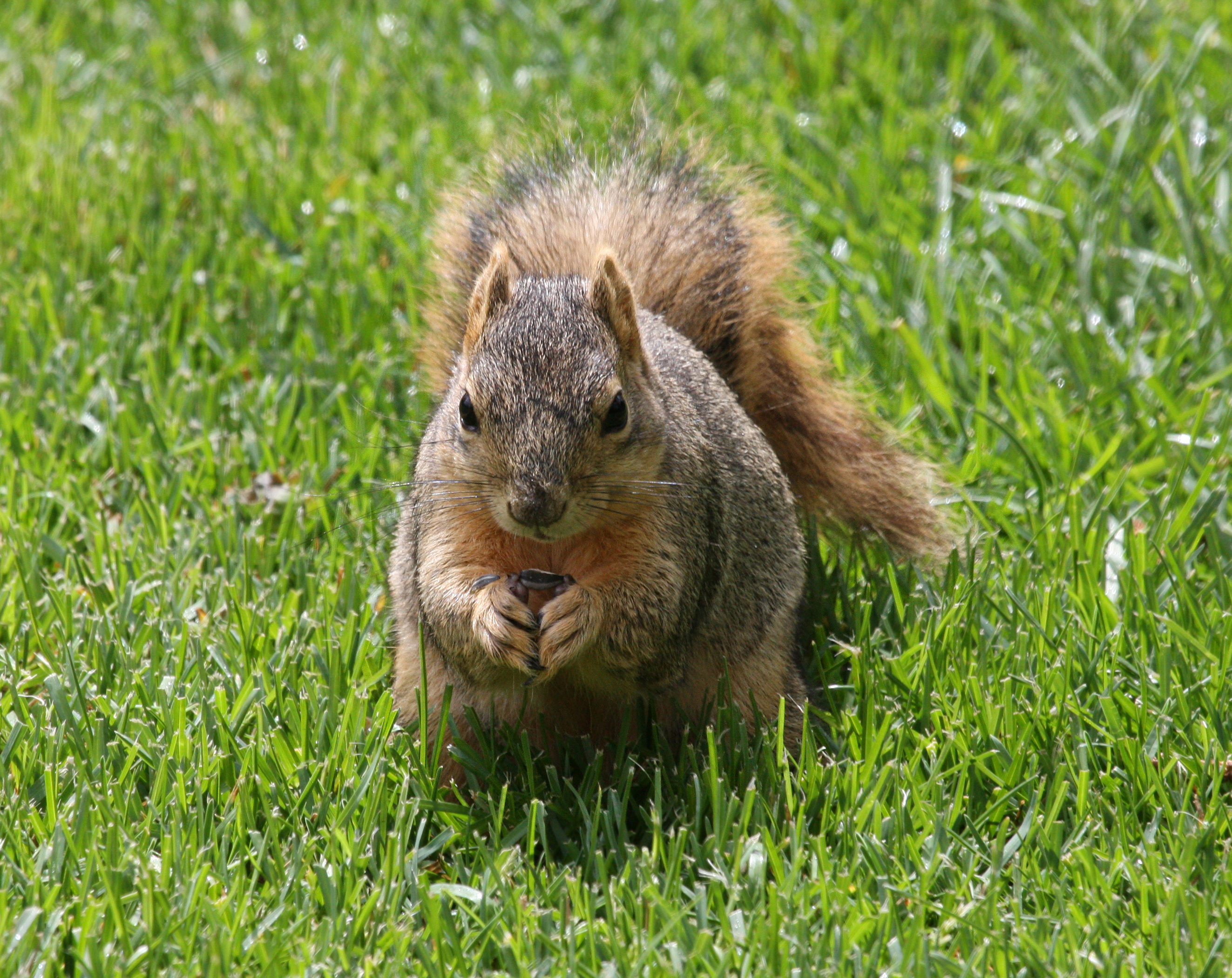 Sciurus Niger The Eastern Fox Squirrel