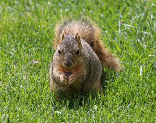 Sciurus niger - The Eastern Fox Squirrel