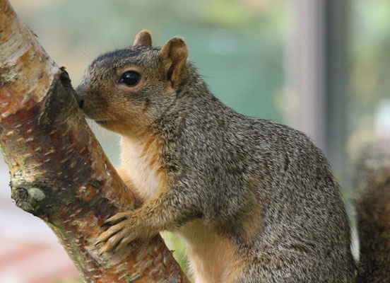 Sciurus niger - The Eastern Fox Squirrel