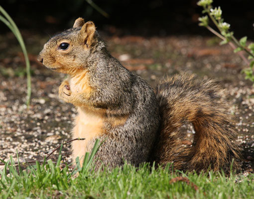 Sciurus niger - The Eastern Fox Squirrel