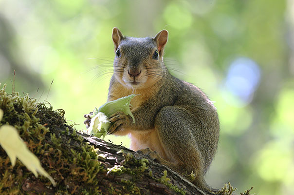 Sciurus niger - The Eastern Fox Squirrel