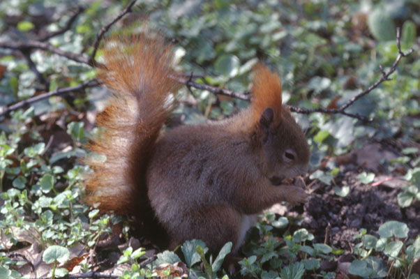 Sciurus vulgaris - The Eurasian Red Squirrel