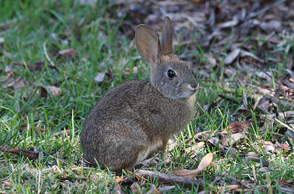 Sylvilagus b. bachmani - The Brush Rabbit
