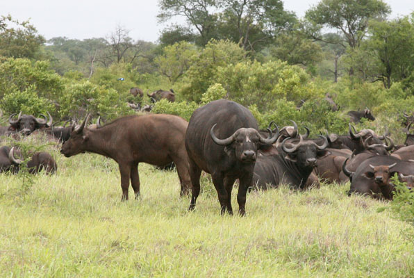 Syncerus caffer caffer - The Cape Buffalo