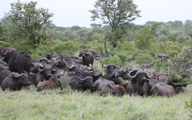 Syncerus caffer caffer - The Cape Buffalo