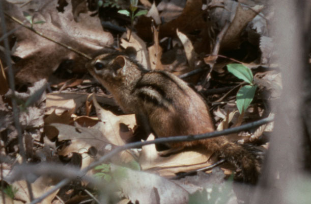 Tamias striatus - The Eastern Chipmunk