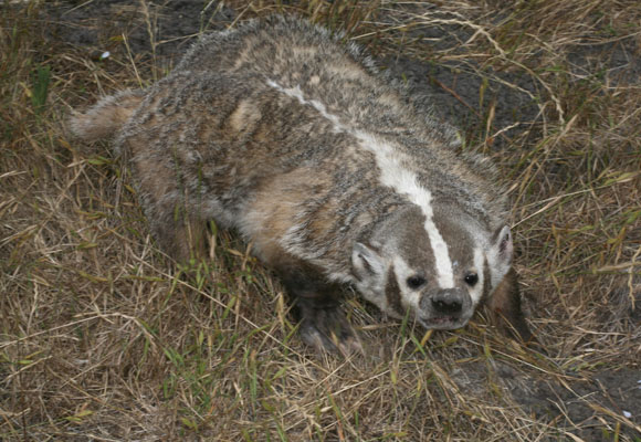Taxidea taxus - The American Badger