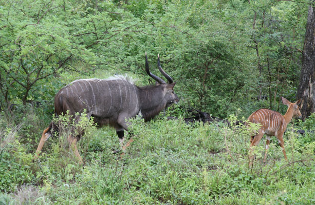 Tragelaphus angasii - The Nyala