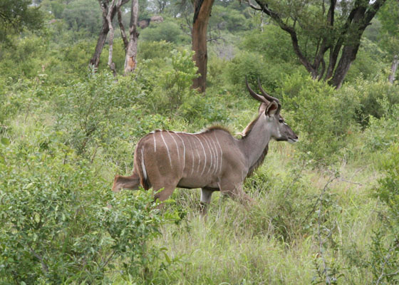 Tragelaphus strepsiceros - The Greater Kudu