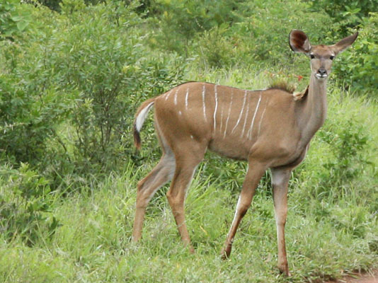 Tragelaphus strepsiceros - The Greater Kudu