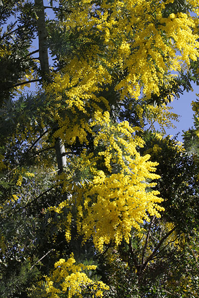 Acacia dealbata - Acacia aka Silver Wattle