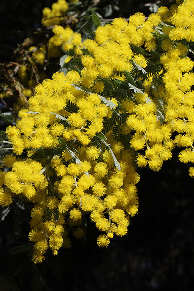 Acacia dealbata - Acacia aka Silver Wattle