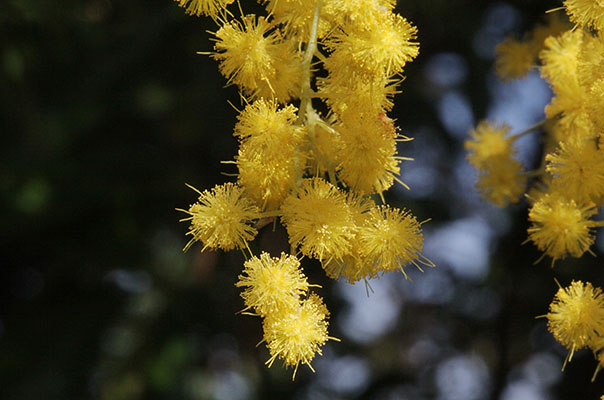 Acacia dealbata - Acacia aka Silver Wattle