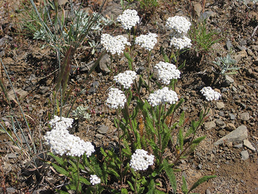 Achillea millefolium - Yarrow