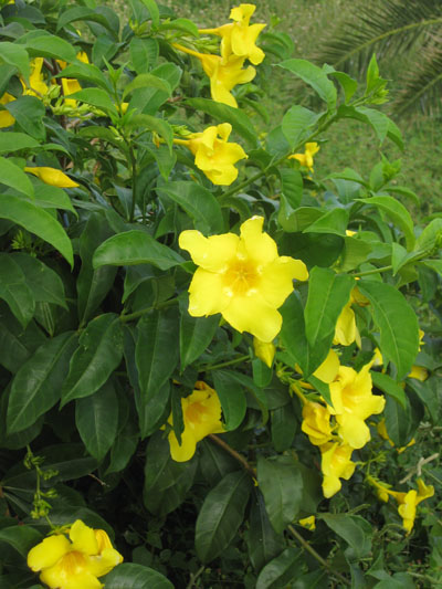 Allamanda cathartica - Golden Trumpet