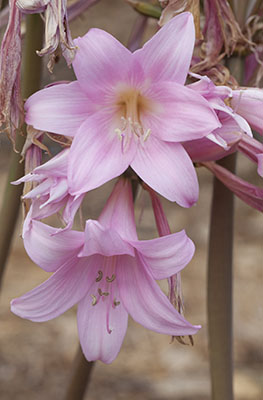 Amaryllis belladonna, naked lady - Amaryllis