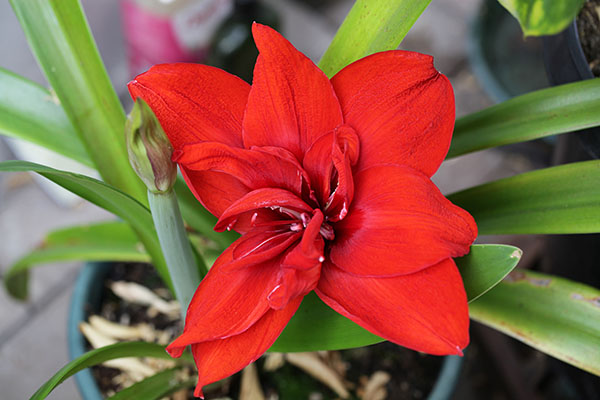 Amaryllis belladonna - Amaryllis