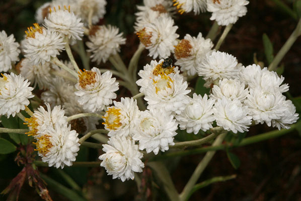 Anaphalis margaritacea - Pearly Everlasting