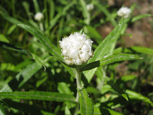 Anaphalis margaritacea - Pearly Everlasting