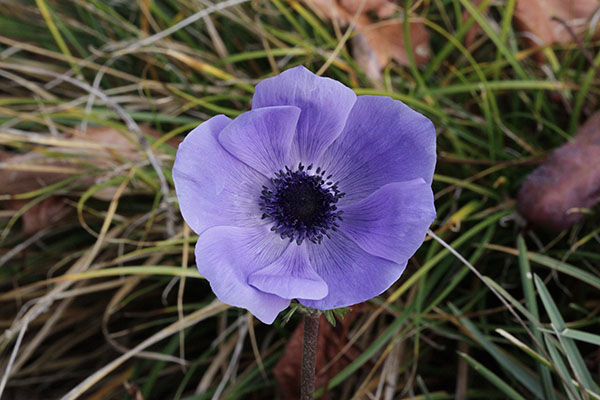 Anemone coronaria - Anemone