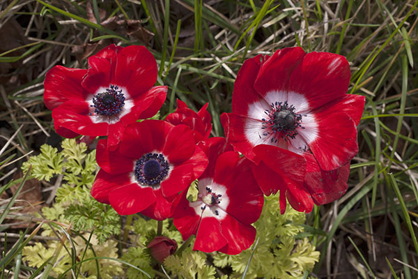 Anemone coronaria - Anemone