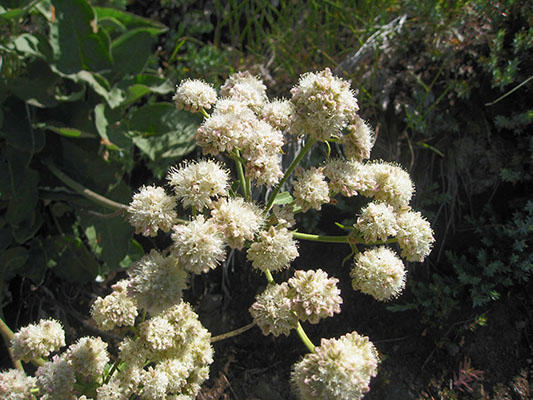 Eriophyllum l. lanatum