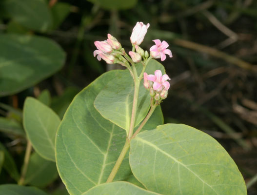 Apocynum androsaemifolium - Spreading Dogbane