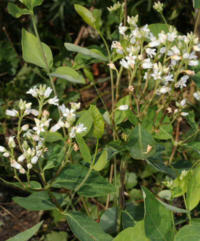 Apocynum cannabinum - Indian Hemp