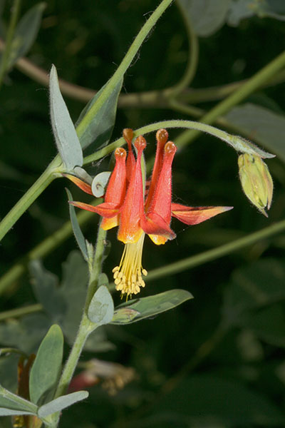 Aquilegia formosa - Red Columbine