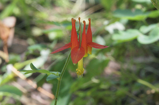 Aquilegia formosa - Red Columbine