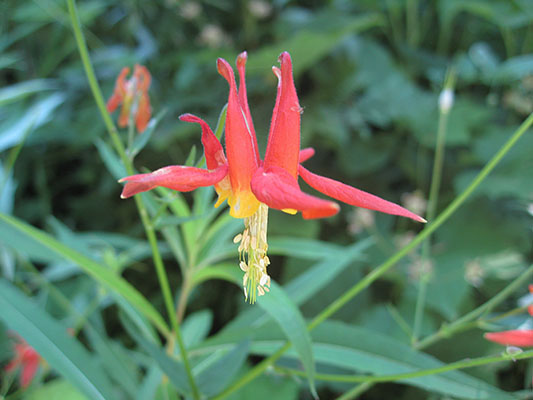 Aquilegia formosa - Red Columbine