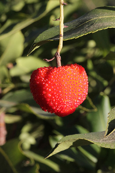 Arbutus x andrachnoides 'Marina'