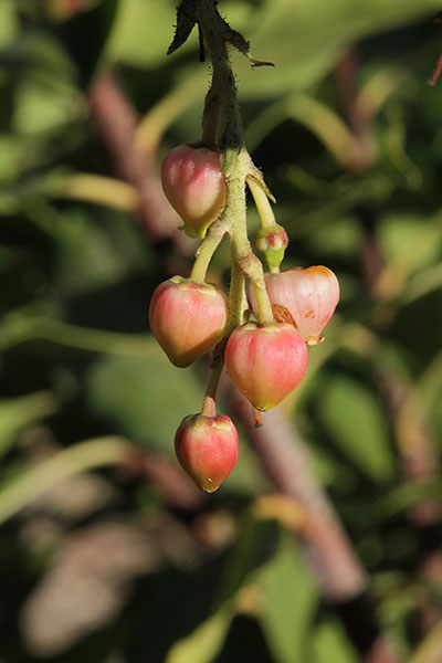 Arbutus x andrachnoides 'Marina'