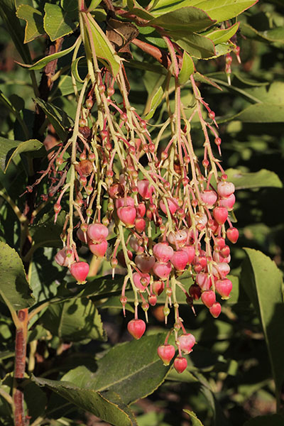 Arbutus x andrachnoides 'Marina'