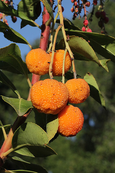 Arbutus x andrachnoides 'Marina'