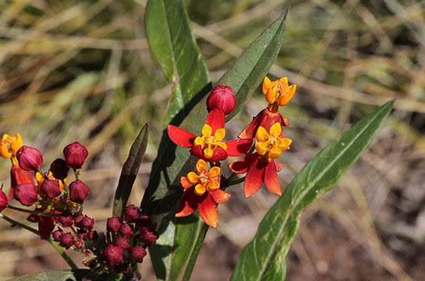 Asclepias curassavica - Scarlet Milkweed