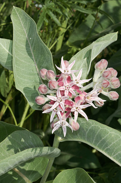 Asclepias speciosa - Showy Milkweed