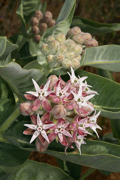 Asclepias speciosa - Showy Milkweed