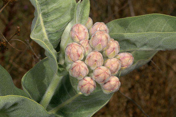 Asclepias speciosa - Showy Milkweed