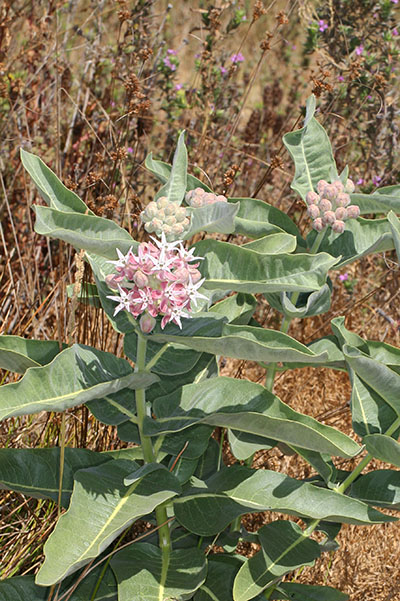 Asclepias speciosa - Showy Milkweed