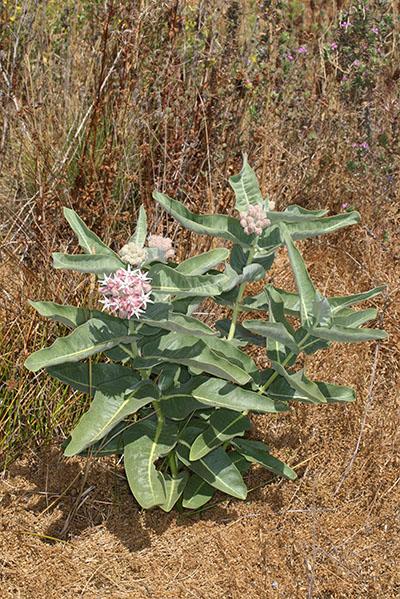 Asclepias speciosa - Showy Milkweed