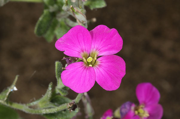 Aubrieta deltoidea - Aubrieta 'Axcent Blue with Eye'